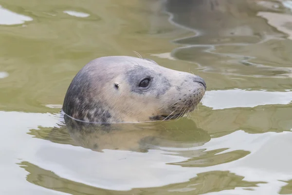 Sello gris (Halichoerus grypus ). — Foto de Stock