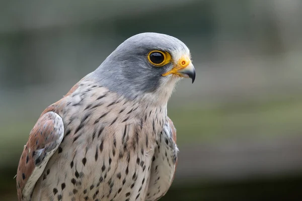 Faucon crécerelle (Falco tinnunculus) — Photo