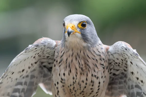 Faucon crécerelle (Falco tinnunculus) — Photo