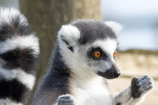 Кольцехвостый Лемур (Lemur catta) — стоковое фото