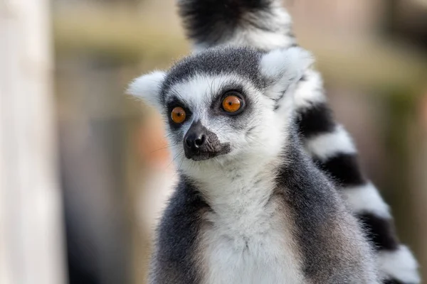 Lémur de cola anillada (Lemur catta) — Foto de Stock
