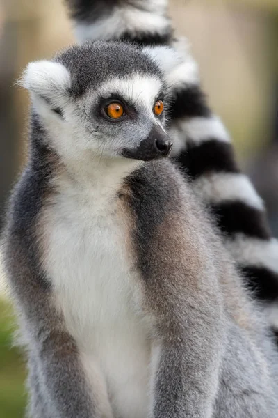 Lémur de cola anillada (Lemur catta) — Foto de Stock