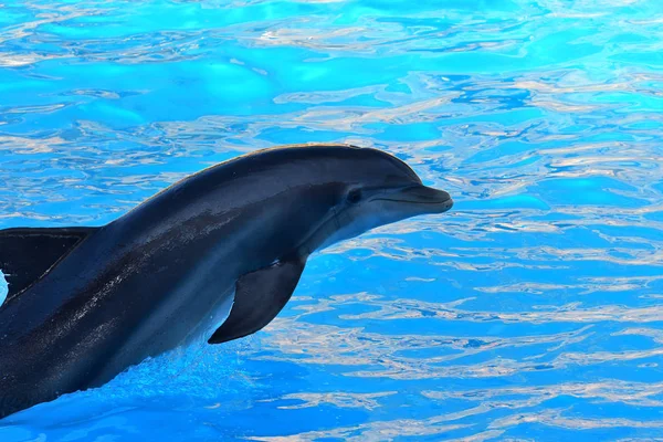 Espectáculo de golfinhos — Fotografia de Stock