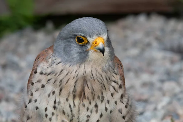 Turmfalke (Falco tinnunculus)) — Stockfoto