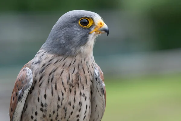 Turmfalke (Falco tinnunculus)) — Stockfoto