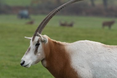 Kılıç boynuzlu antilop (orys dammah))