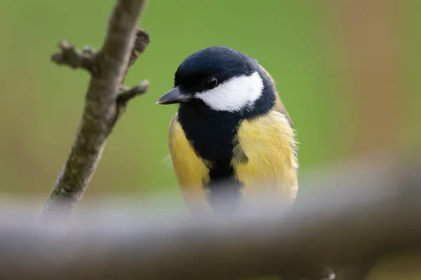 Gran Teta (Parus major ) — Foto de Stock