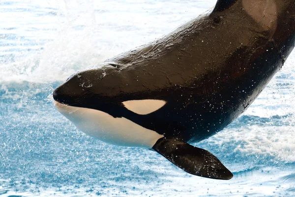 Wieloryb wieloryb (orcinus orca)) — Zdjęcie stockowe