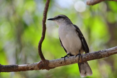 tropikal bülbülü (mimus gilvus)