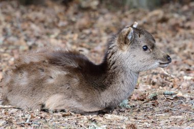 Sika geyiği (cervus nippon)