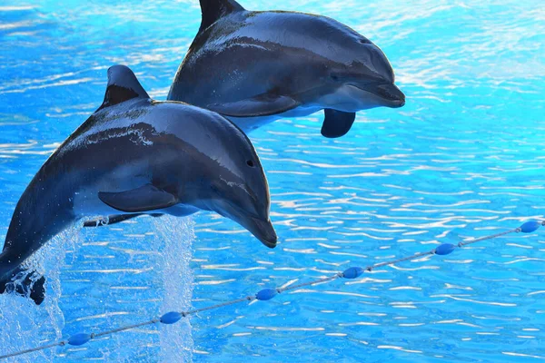 Espectáculo de golfinhos — Fotografia de Stock