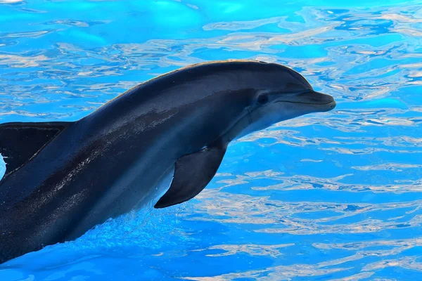 Σόου των δελφινιών — Φωτογραφία Αρχείου