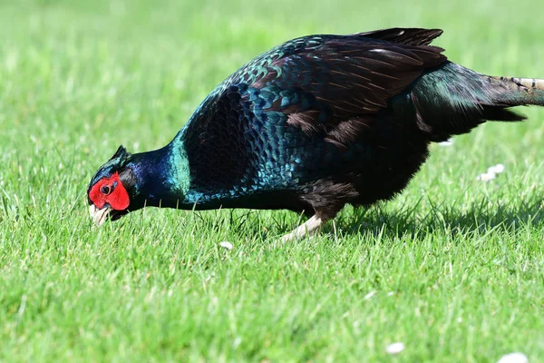 Melanistic pheasant — Stock Photo, Image