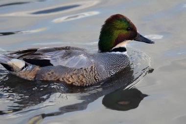 Sahte ördek (mareca falcata)