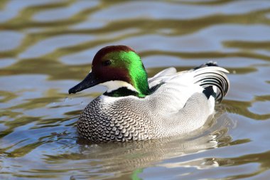 Sahte ördek (mareca falcata)