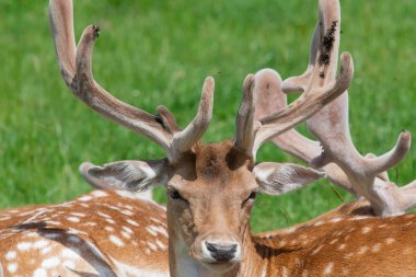 Fallow deeer (dama dama dama)