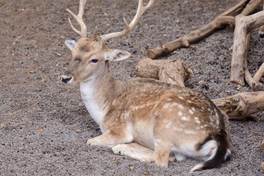 Fallow geyiği (Dama dama)