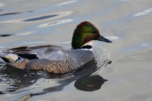 Canard faussé (mareca falcata) ) — Photo