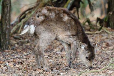 Sika geyiği (cervus nippon)