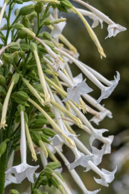 Çiçekli tütün (nicotiana sylvestris)