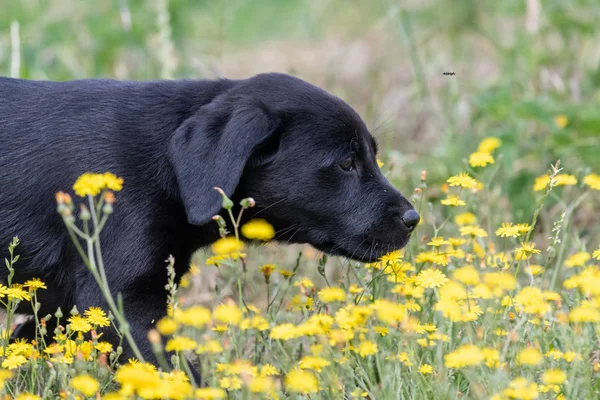 Svart labrador hundvalp — Stockfoto