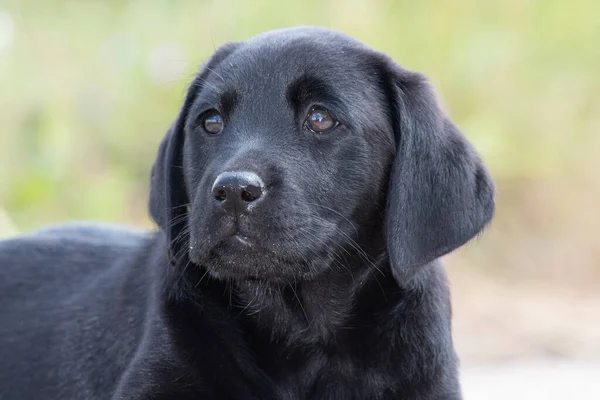 Schwarzer Labrador Welpe — Stockfoto