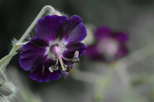 Geranium phaeum — Stockfoto