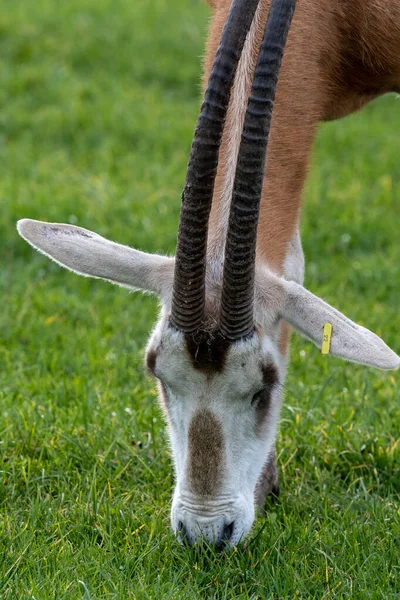 Scimitar oryx cornu (orys dammah ) — Photo