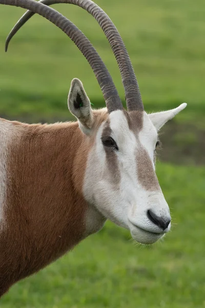 Scimitar rohatý oryx (orys dammah) — Stock fotografie