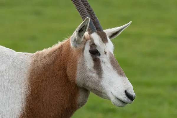 Kardszarvú oryx (orys dammah) — Stock Fotó