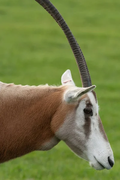 Oryx con cuernos de cimitarra (orys dammah ) —  Fotos de Stock