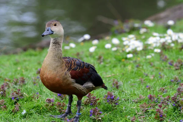 Pato silbante errante (dendrocygna arcuata ) —  Fotos de Stock