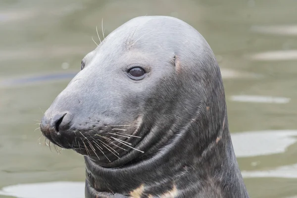 Grey seal (halichoerus grypus). — Stock Photo, Image