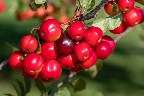 Close Berries Malus Tree — ストック写真