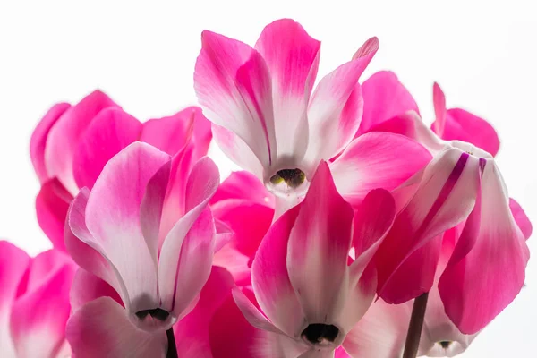 Cyclamen persicum — Stock Photo, Image