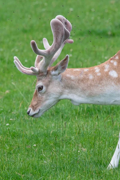 Fallow deer (dama dama) — Stock Photo, Image
