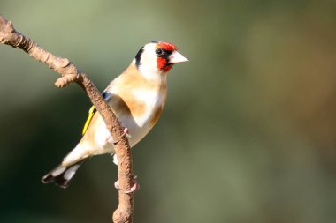 Avrupa ispinozu (Carduelis carduelis)