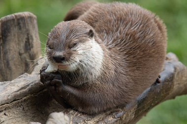 Asya küçük pençeli su samuru (amblonyx cinerea)