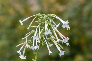 Çiçekli tütün (nicotiana sylvestris)