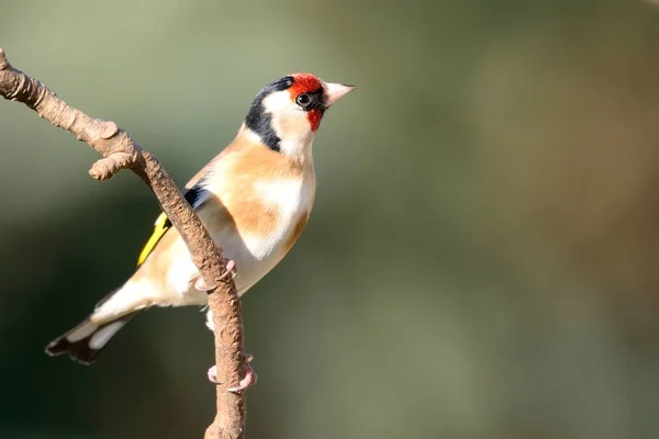 Finch evropský (Carduelis carduelis) — Stock fotografie