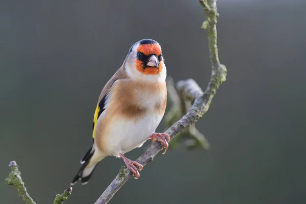 Goldfinch (самка самка ) — стокове фото