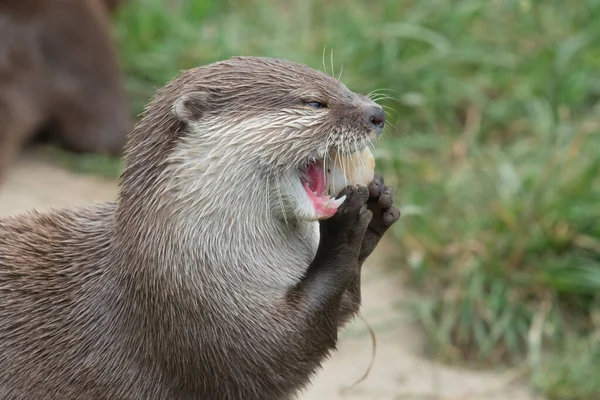 アジアの小さな爪のカワウソ(amblonyx cinerea)) — ストック写真