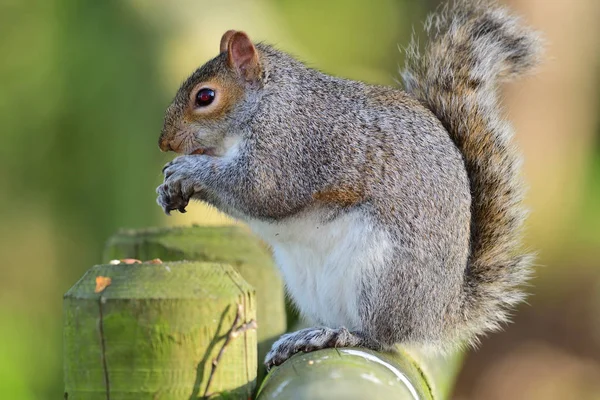 Gri Sincap (Sciurus carolinensis) — Stok fotoğraf