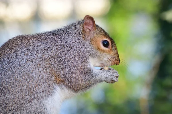 Eastern gray squirrel (sciurus carolinensis) — Stock Photo, Image