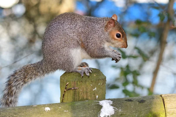 Szürke mókus (Sciurus carolinensis) — Stock Fotó