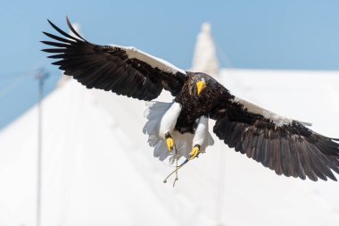 Stellers deniz kartal (Haliaeetus pelagicus)