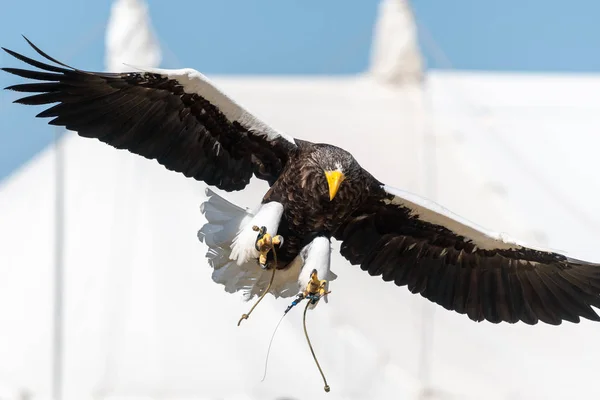 Estelas águila marina (Haliaeetus pelagicus ) — Foto de Stock