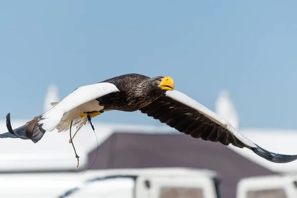 Stellers Bielik (Haliaeetus pelagicus) — Zdjęcie stockowe