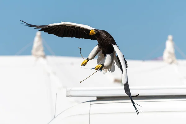 Estelas águila marina (Haliaeetus pelagicus ) — Foto de Stock