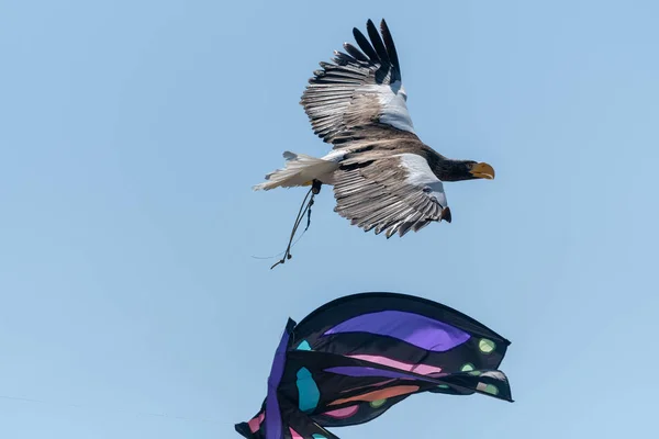 Estelas águila marina (Haliaeetus pelagicus ) — Foto de Stock